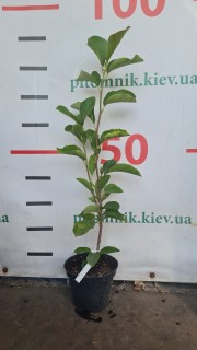 Magnolia_Alba Superba10